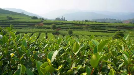 疫情之下我國(guó)茶葉產(chǎn)業(yè)發(fā)展方向的十大判斷